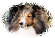 ardon1_frame_edge_round_small.png