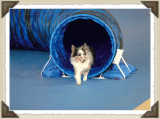 misty_mouse_agility_tunnel_framed.jpg