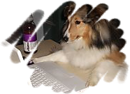 sheltie_computer_framed.png