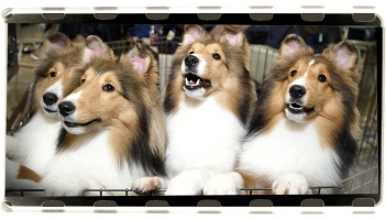 sheltie_siblings_framed_351x200_mq_flip.jpg