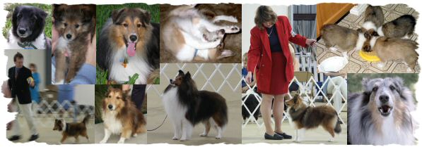 Sheltie Banner